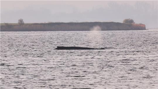 Um den Buckelwal herum ist eine Sperrzone eingerichtet worden.