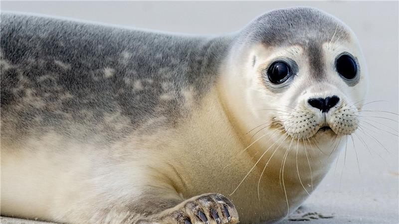 Um den Seehund, der auf der K60 bei Schiffdorf angefahren wurde (hier ein Symbolfoto), kümmerte sich ein ehrenamtlicher Mitarbeiter der Seehundstation Norddeich.