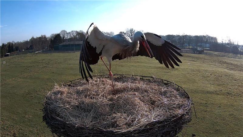 Ein verschmutzter Weißstorch spannt seine Flügel im Storchennest in Fredenbeck.