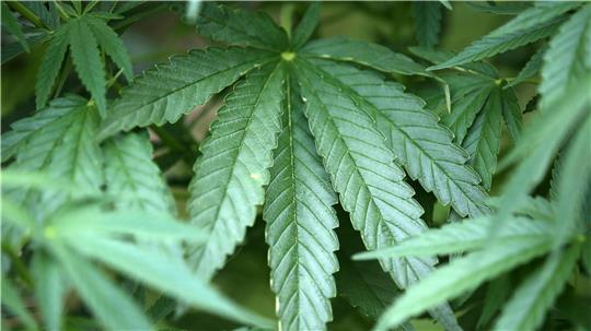 Um den illegalen Anbau von Cannabis-Pflanzen in einer Indoor-Plantage an der Bremer Straße in Zeven dreht sich ein Prozess in Zeven. Foto: Berg/dpa
