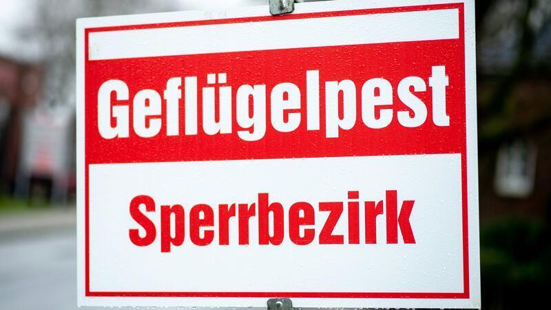 Um die Tierbestände gegen einen erneuten Ausbruch der Geflügelpest zu schützen, sind aus Sicht von Fachleuten auch Impfungen notwendig. (Archivbild)