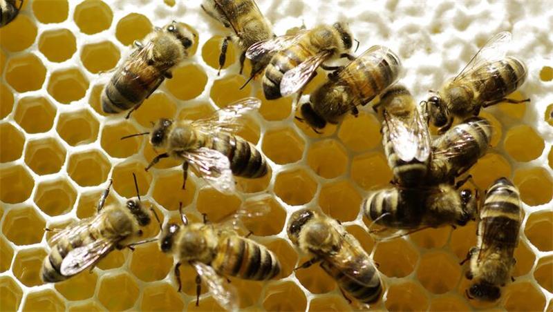 „Tag der Honigbiene“ im Freilichtmuseum am Kiekeberg Um die fleißigen Insekten geht es beim „Tag der Honigbiene“ im Freilichtmuseum am Kiekeberg.