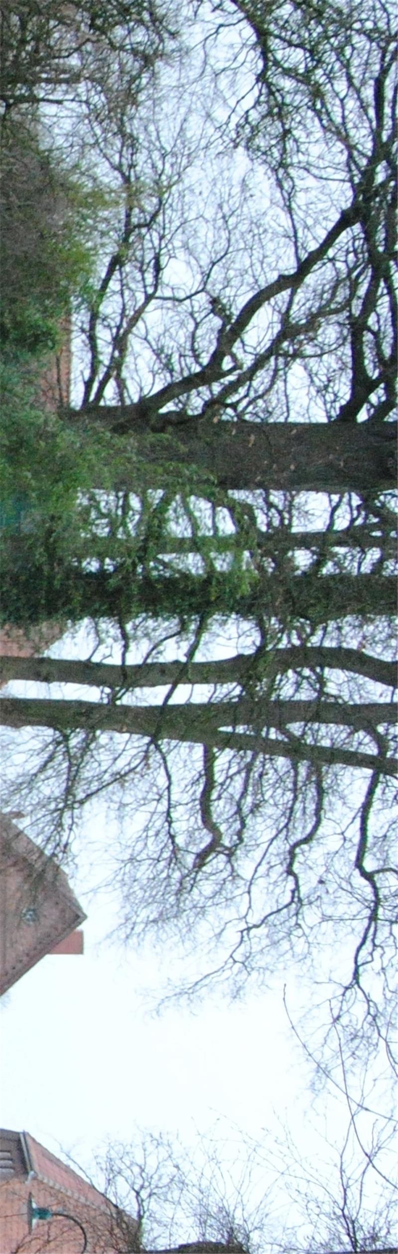 Fußwegbau beendet die Dorferneuerung in Hollenbeck Um die jahrhundertealte Eiche machten die Fußwegbauer einen Bogen und schufen so eine Verengung der Fahrbahn . Gemeindedirektor Schlichtmann (l.) und Harald Müller aus der Bauabteilung schauen sich den neuen Abschnitt an.