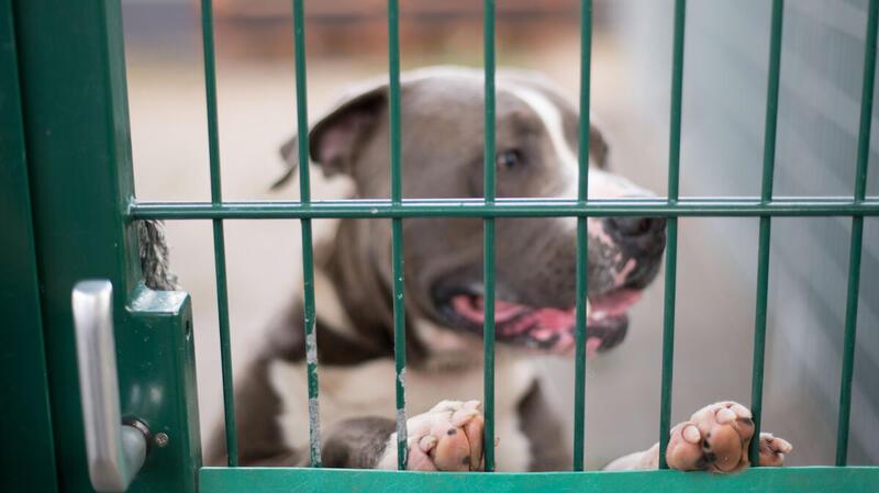 Für diese Hunderassen müssen Halter im Stader Nachbarkreis jetzt hohe Steuern zahlen Um seinesgleichen zu halten müssen Cuxhavenerinnen und Cuxhavener ab sofort tiefer in die Tasche greifen: Kampfhund in einem Zwinger eines Tierheims.