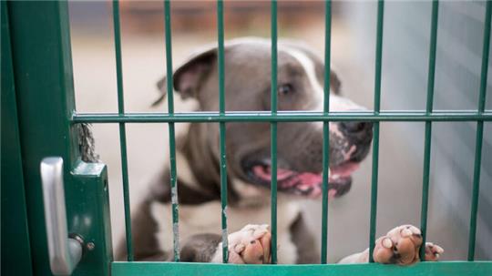 Um seinesgleichen zu halten müssen Cuxhavenerinnen und Cuxhavener ab sofort tiefer in die Tasche greifen: Kampfhund in einem Zwinger eines Tierheims.