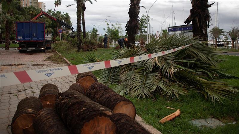 Umgestürzte Bäume liegen an der Strandpromenade von Palma.