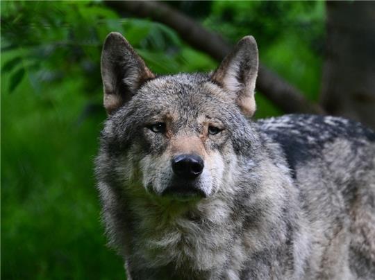 Umstrittenen Wolf: Eine Serie von Angriffen erschüttert die Region seit Wochen. Ein Ende ist nicht in Sicht. Foto: dpa