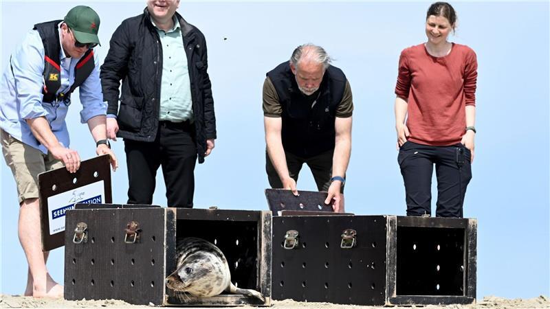 Aufgepäppelte Kegelrobben Jasper und Tomi zurück in der Nordsee Umweltminister Christian Meyer half auf Juist, die Tiere auszuwildern.