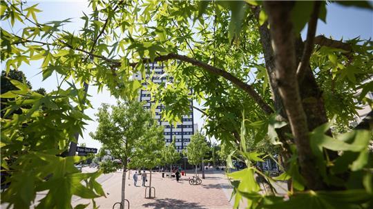Umweltsenatorin Fegebank zieht für Hamburg positive Baumbilanz (Archivbild).