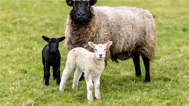 Unbekannte stehlen elf tragende Schafe aus Stall Unbekannte Täter haben aus einem Stall in Rhüden elf tragende Schafe gestohlen. (Archivbild)