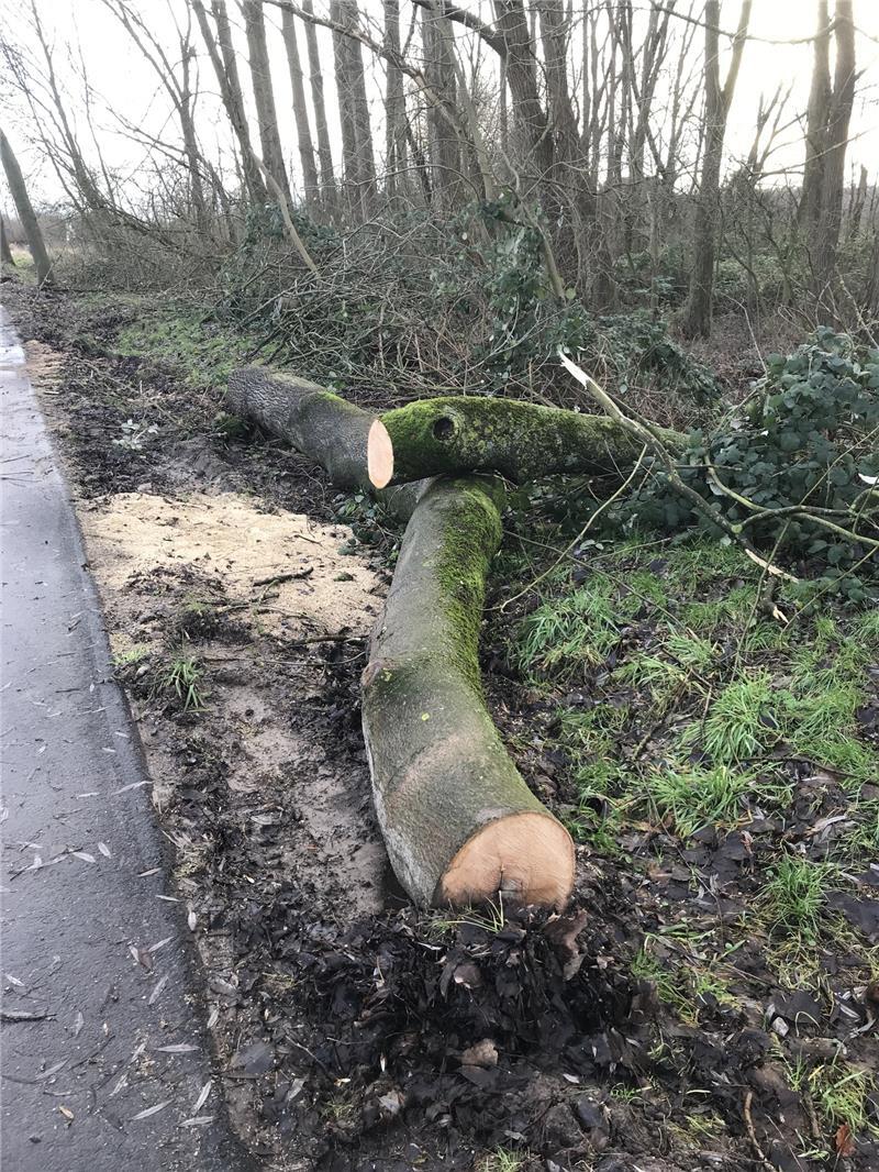 Unbekannte haben Anfang Januar an der K39 in Jork-Kohlenhusen illegal mehrere Bäume gefällt und abtransportiert. Foto: Landkreis Stade