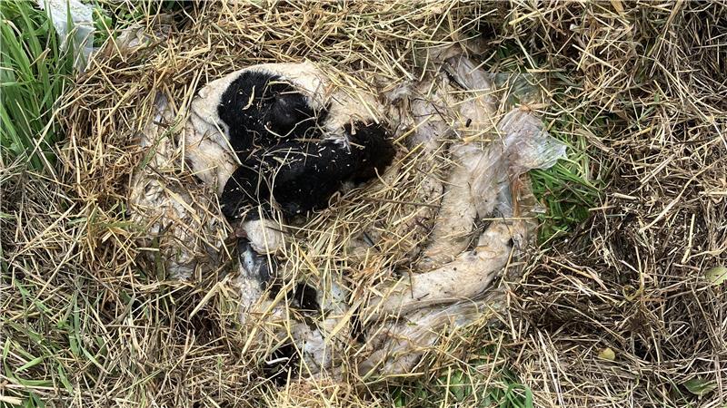 Grausamer Fund: Anwohner entdecken Schafskadaver bei Hüll Unbekannte haben Kadaverteile eines Schafes an der Grünen Straße zwischen Dornbuscher Moor und Hüll abgelegt.