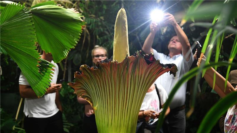 Dortmunds Titanenwurz weiter vermisst - keine Extrasicherung Unbekannte haben die schwere Knolle des Titanenwurz gestohlen. (Archivbild)