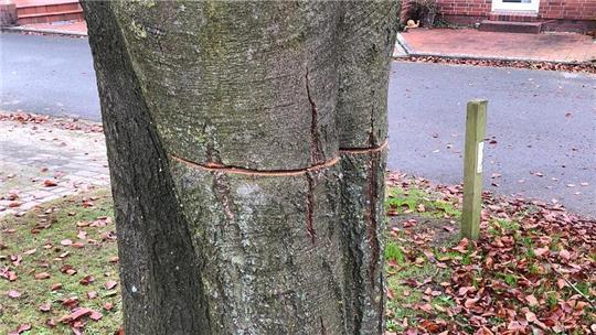 Unbekannte haben einen Baum auf einer Grünfläche in Dollern angesägt.