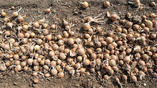 Unbekannte haben von einem Feld rund vier Tonnen Zwiebeln gestohlen. (Symbolbild)