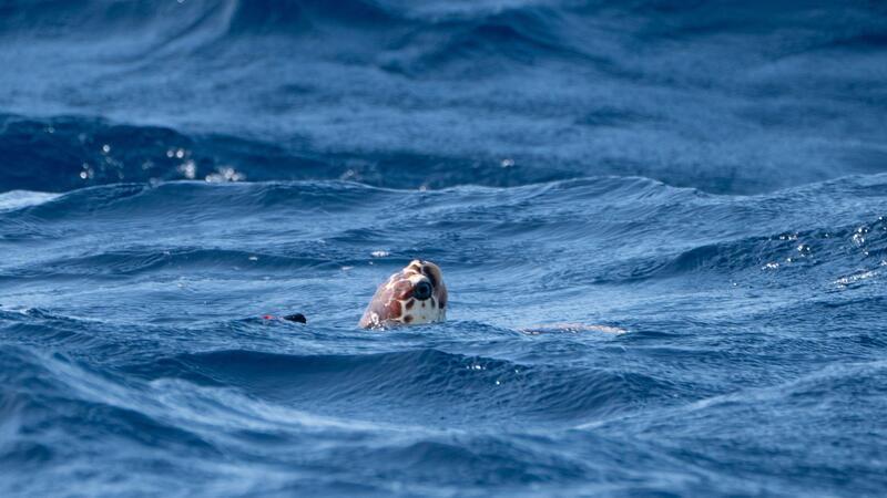 Viele Schildkrötenbabys im westlichen Mittelmeer Unechte Karettschildkröten sind stark von der Wassertemperatur abhängig - das könnte ihnen auch zum Verhängnis werden.