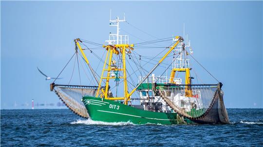 Unerwartet viele Krabben gingen den Küstenfischern 2025 in der Nordsee ins Netz. (Archivbild)