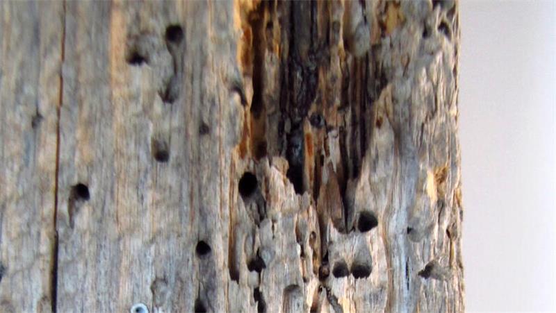 Holzwurm zerfrisst Ihre Möbel? So bekämpfen Sie die Insekten Ungebetener Gast: Der Gemeine Nagekäfer, im Volksmund Holzwurm genannt, frisst sich durch Balken und Möbel und hinterlässt solche kleinen Löcher.