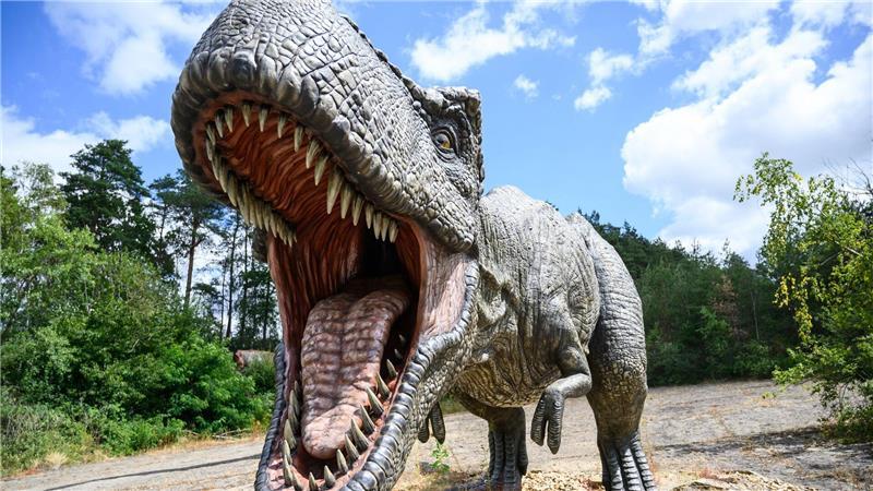 Ungefähr 15 bis 20 Jahre dauert es, bis ein Mensch ausgewachsen ist - beim gigantischen Tyrannosaurus rex waren es wohl zwei Jahrzehnte mehr.