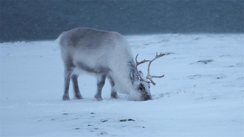 Ungefähr 22.000 Rentiere sind auf Spitzbergen zuhause. (Archivbild)