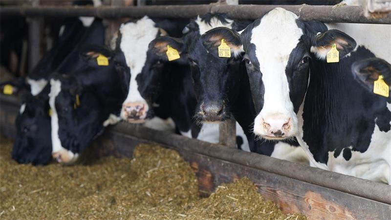Ungefähr ein Drittel der gesamten Verkaufserlöse in der Landwirtschaft werden über die Milch erzielt. (Archivbild)