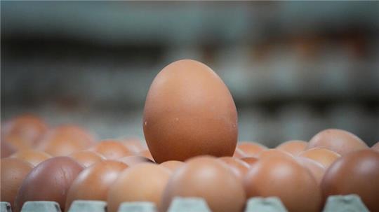Ungestempelte braune Eier liegen in einer Verpackungshalle. Sind sie bald ganz verschwunden?