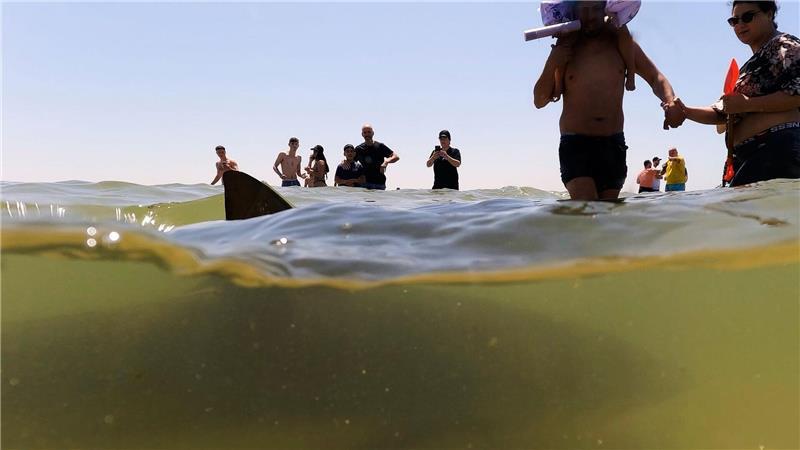 Ungewöhnliche Begegnung bei Hadera: Hai schwimmt nahe am Strand