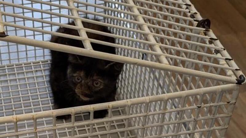 Schwierige Rettungsaktion: Feuerwehr befreit Katzenbaby aus Auto Ungewöhnlicher Einsatz: Die Feuerwehr Drochtersen hat dieses acht Wochen alte Katzenjunge aus einem Auto befreit.
