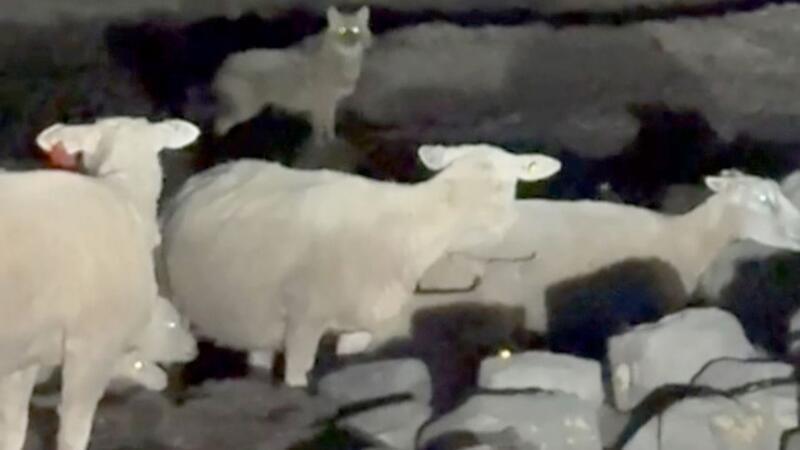 Ungewöhnlicher Gast: Ein Schakal auf Sylt.