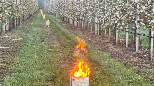 Ungewohnter Anblick: Auf einer Apfelplantage in Osterjork kamen Frostschutzkerzen zum Einsatz.