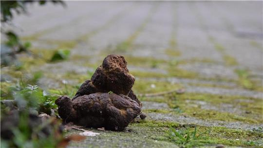 Unschöner Anblick: Hundehaufen auf einem Fußweg müssen nicht sein und sorgen für Unmut.Foto: Hilken