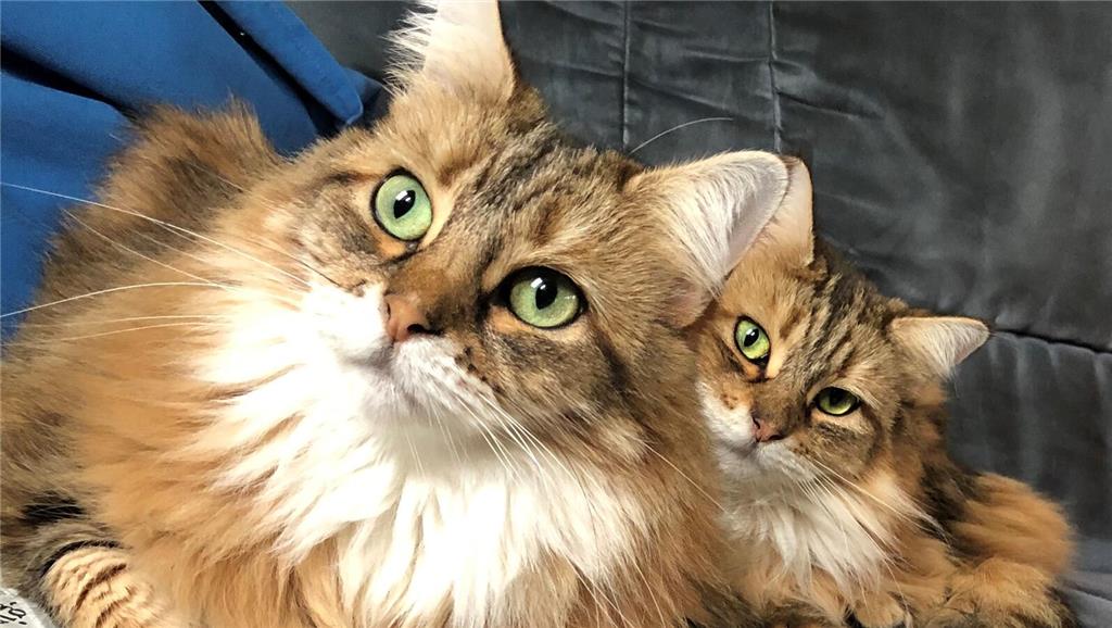 "Unsere beiden Katzen heißen Sky und Nala ( von links). Sie lieben es auf dem So...