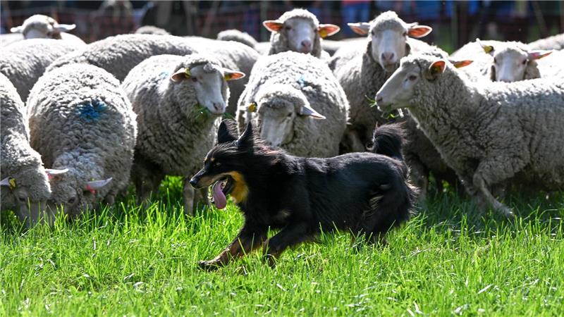 Bilder des Tages Unter Schafen: Ein Hütehund treibt Schafe beim Landesleistungshüten der Schäfer in Sachsen-Anhalt.