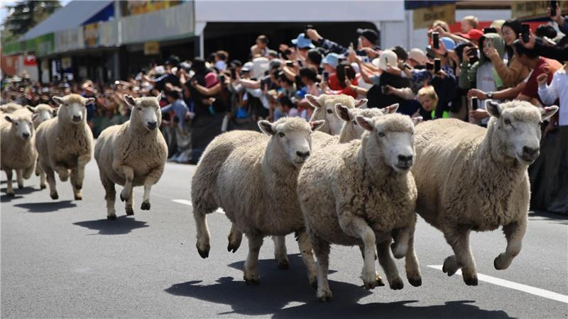 Unter Schafen: Schafe preschen beim Schafrennen „Running of the Sheep“ im Ort Te Kuiti in Neuseeland durch die Straßen.