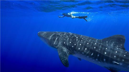 Unter anderem für den Wahlhai beschloss die Weltartenkonferenz in Samarkand ein kommerzielles Handelsverbot. (Archivbild)