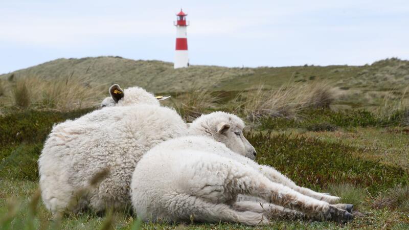 Unter anderem im Naturschutzgebiet Lister Ellenbogen (Sylt) hatte der Goldschakal im Lämmer gerissen (Archivbild).