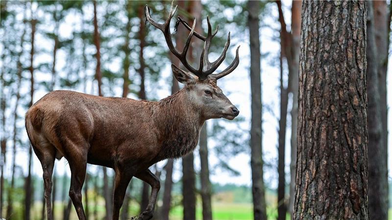 Landwirtschaftsministerium will Wildwegeplan erarbeiten Unter anderem leiden Rothirsche durch eine zerschnittene Landschaft vermehrt unter Inzucht. (Symbolbild)