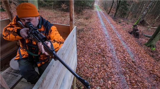 Unter anderem soll Jagd auf Wildschweine gemacht werden (Symbolbild).