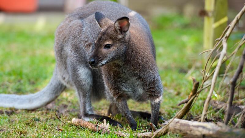 Ein Känguru sitzt im Garten