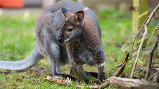 Ein Känguru sitzt im Garten