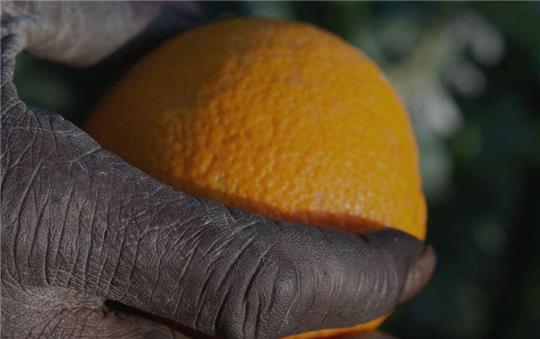Unter dem Titel „Orangen-Aktion: Orangen ohne Sklaverei!“ wird auf der Webseite www.faire-orangen.de über das Projekt „Süß statt bitter: Orangen aus Italien“ informiert.