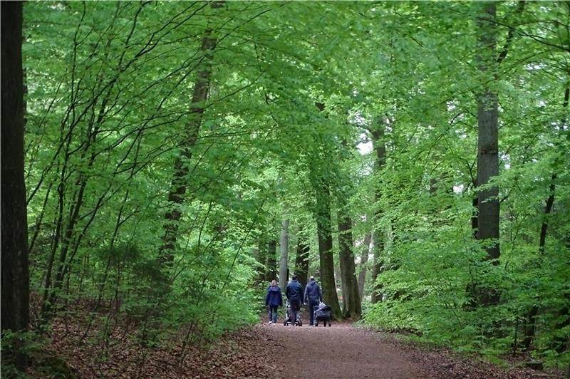 Unter dem grünen Dach des romantischen Kleckerwalds : In und um Jesteburg spielt die Natur die Hauptrolle. Fotos Lepél