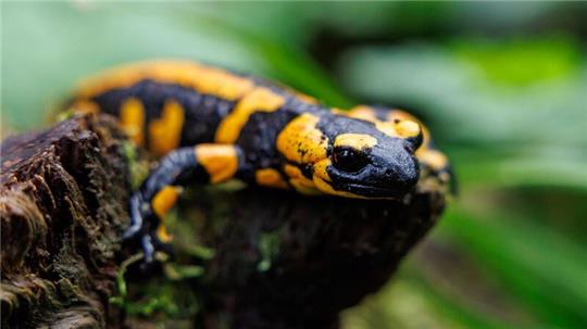 Unter den Amphibien seien die Salamander die am stärksten bedrohte Gruppe.