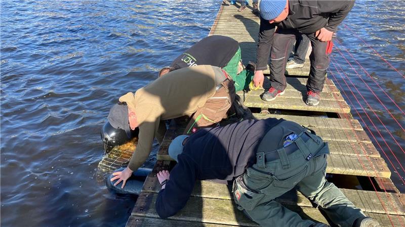 Unter den Stegen werden Körbe angebracht, die auch Fischen als Rückzugsmöglichkeit dienen.