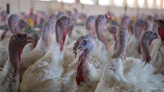Unter den getöteten Tieren in Niedersachsen waren insbesondere Puten und Hühner. (Archivbild)