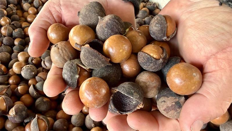 Supernuss Macadamia: Eine Australierin zum Anbeißen Unter der harten Schale verbirgt sich ein fast cremiger Kern.