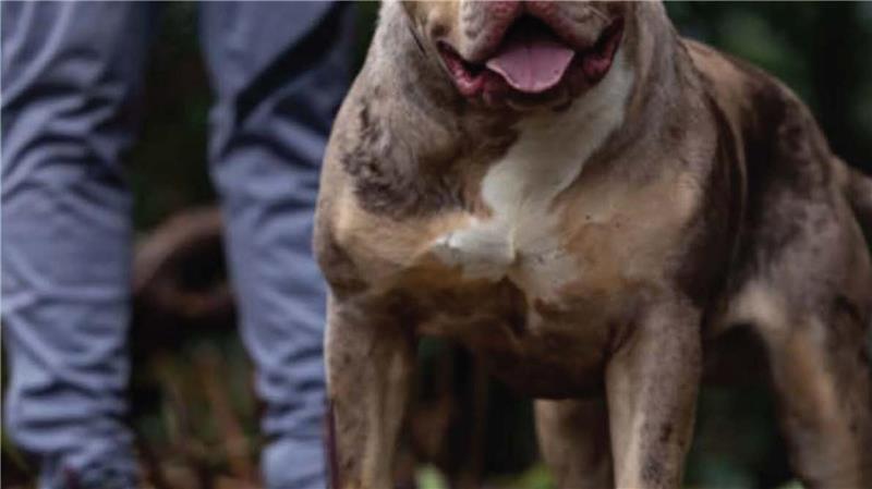 Untersuchungen hätten ergeben, dass der XL-Bully Toretto bereits angefangen hatte, den Mann bei lebendigem Leib zu fressen, berichtet die Nachrichtenagentur PA.