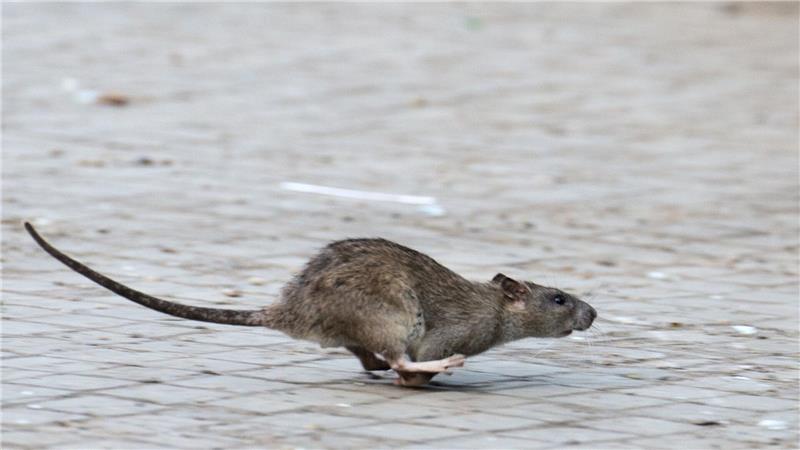 Ursache für Rattenbefall ist laut Experten in der Regel ein gutes Nahrungsangebot für Ratten. (Symbolbild)