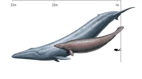 Ursprünglich schätzten Forscher die Masse von Perucetus aufgrund seiner dicken Knochen als größer ein als die eines Blauwals.