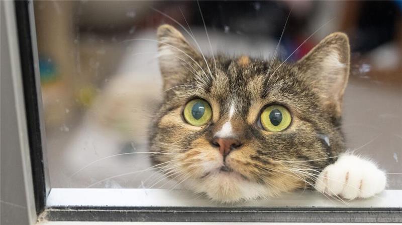 Urteil: Katzen haben Recht auf sexuelle Selbstbestimmung Urteil: Es ist Tierquälerei, Tiere für intime Handlungen zu missbrauchen.